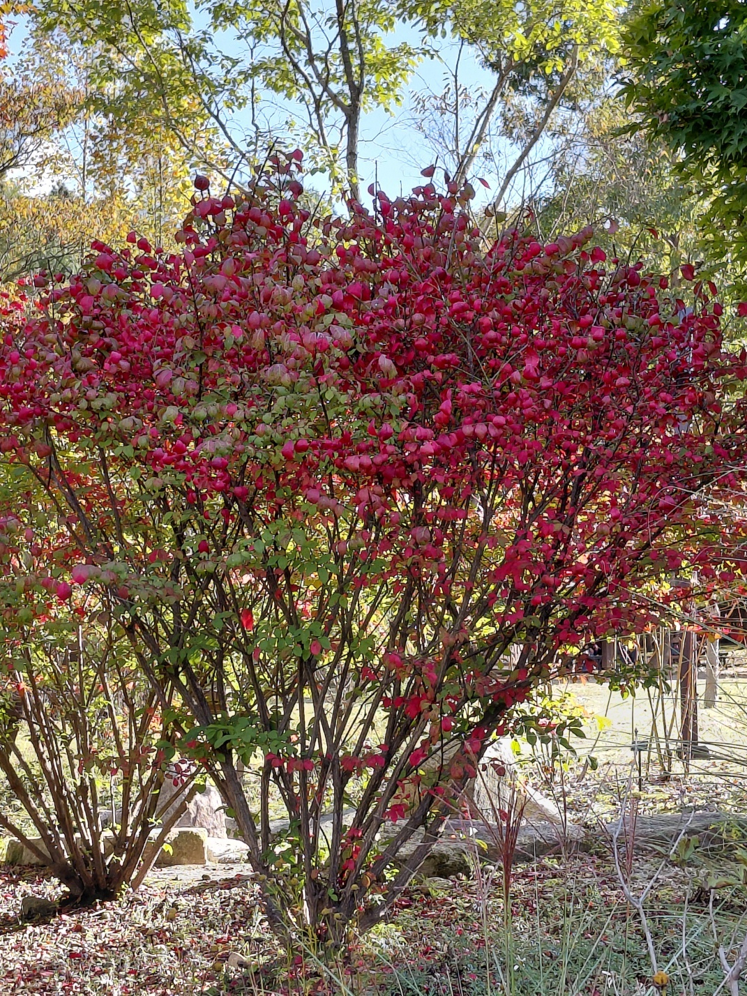 곱게 단풍이 내려앉은 화살나무 모습. 꽃다발을 만들어 육아에 시달리는 이들에게 바치고 싶다.