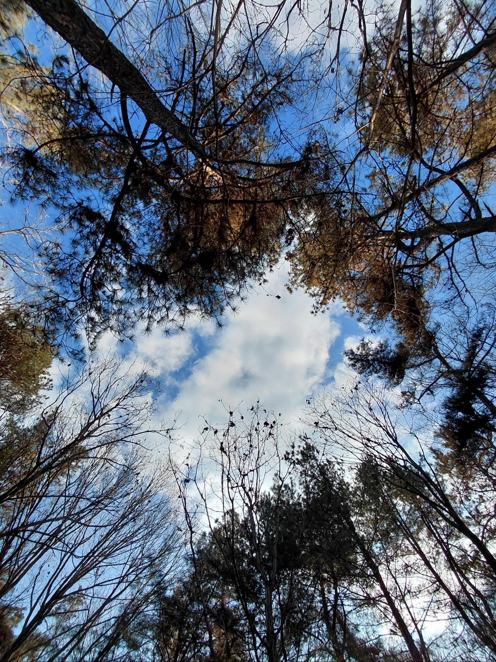 벌써 잎이 많이 떨어진 나무 천장 모습. 한참을 지켜봄에 넓어진 틈새로 많은 것들이 흘러갑니다.