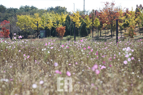 23일 오전 경기 파주 임진각 관광지 내 어린이 놀이시설인 ‘평화누리 모험놀이시설' 주변에 코스모스와 함께 단풍이 물들고 있다. 사진=임형택기자