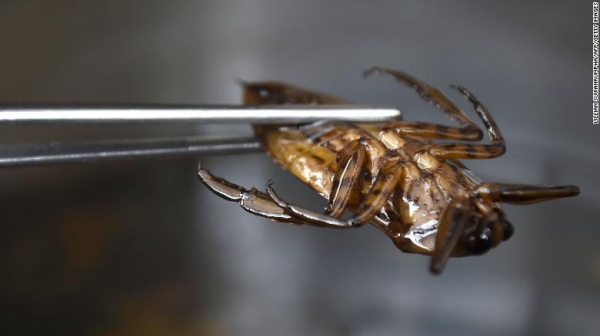 물방개 같은 수서 곤충 등 식용 벌레에는 그 외부 껍질에 상당한 양의 섬유질이 포함되어 있어 미래 식품으로 각광받고 있다.  출처= Sutterstock