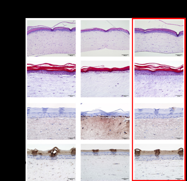 아모레퍼시픽이 카이스트와 개발한 피부세포 역노화 원천기술 실험검증 결과. 출처=아모레퍼시픽