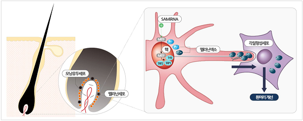 바이오니아는 RNAi 신약 개발 플랫폼 기술(SAMiRNA) 이용해 흰머리 개선을 유도하는 miRNA기반 후보물질 발굴. 출처=바이오니아
