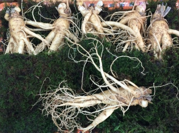 출처=천일인삼영농조합