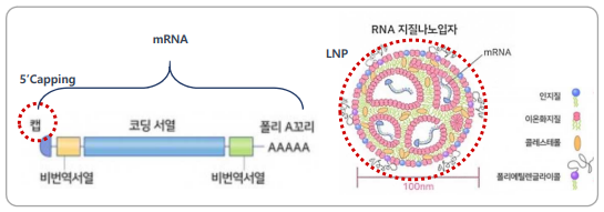 에스티팜이 보유하고 있는 mRNA 플랫폼 기술 5'Capping(왼쪽)과 지질나노입자(LNP). 출처=에스티팜