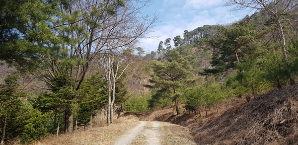 오청산 소나무 숲길.출처=산림청.