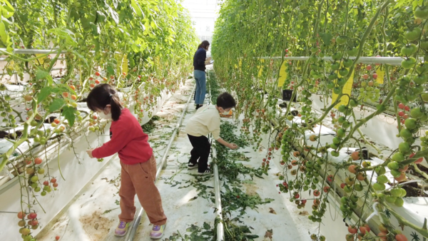 '디지털 도시농부' 행사에서 임직원 자녀들이 경기도 여주시 농장의 토마토 재배 현장 체험을 하고 있는 모습. 출처=우리카드