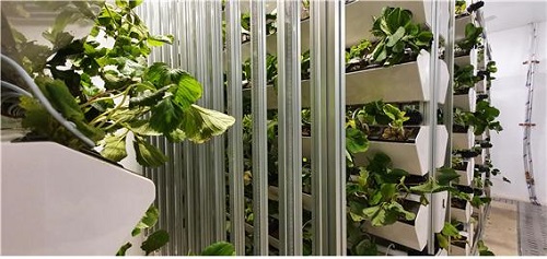 경기도 수원시 ‘광교 아브뉴프랑’ 내 딸기 스마트팜 모습. 제공=호반건설