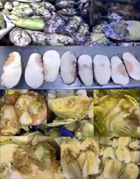 한성식품 자회사가 운영하는 김치 공장에서 변색된 배추와 곰팡이 핀 무를 손질하고 있다. 사진=MBC 뉴스투데이 방송화면 캡처.