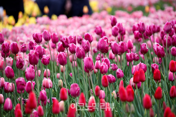 22일 경기 고양시 일산호수공원에서 열린 '2022 고양국제꽃박람회 화훼산업대전'에서 시민들이 꽃을 구경하고 있다.사진=박재성 기자
