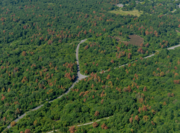  2013년 제주도 제주시 구좌읍 행원리 일대 모습(소나무재선충병 방제사업 전 ).출처=산림청.
