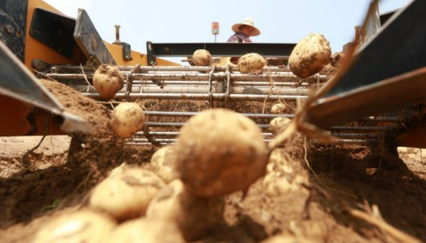 감자밭 수확 정경. 출처 연합뉴스