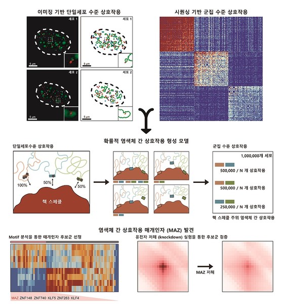 염색체간 상호작용 매개인자 발견 그림.출처=KAIST