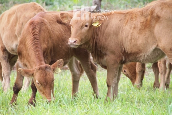 농림축산식품부는 충북 청주시 소재 한우 농장 2곳에서 구제역이 확인돼 긴급방역 조치에 나섰다.(이 사진은 특정사실과 관련없음) 출처=이코노믹리뷰