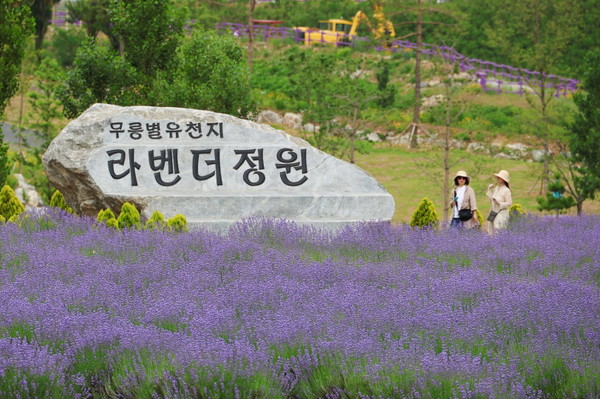‘무릉별유천지’ 라벤더 정원 모습. 사진=쌍용C&E