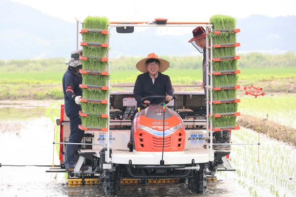 가루쌀 모내기에 직접 나선 조재호 청장. 출처=농촌진흥청