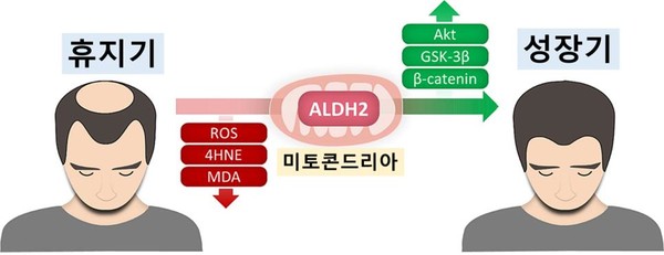 ALDH2 활성화 통해 산화 스트레스 감소를 감소시키고 베타카테닌을 증가시킴으로써 모낭을 성장기로 회복시킬 수 있다. 사진=서울대병원