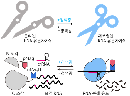 청색광에 의해 활성화되는 paCas13 시스템 모식도. 출처=KAIST