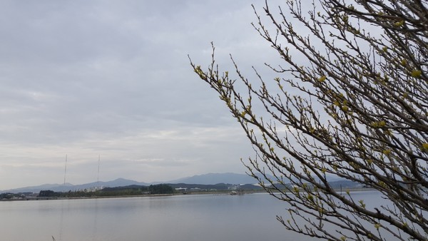 때를 기다리는 나무들.