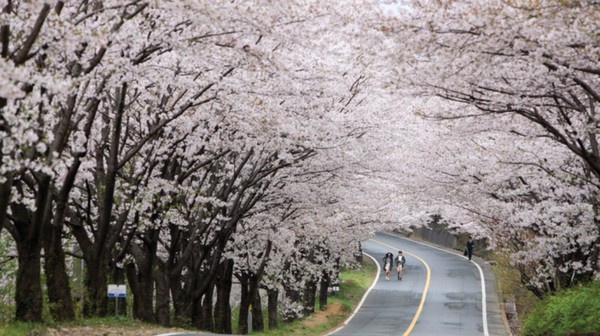 하동 십리 벚꽃길. 사진=한국관광공사