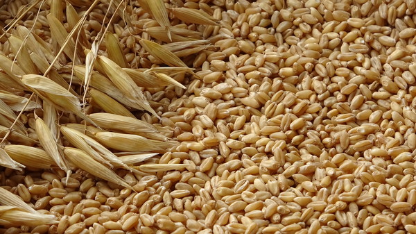 사포닌 배당체가 풍부하게 함유된 귀리. 출처=농촌진흥청