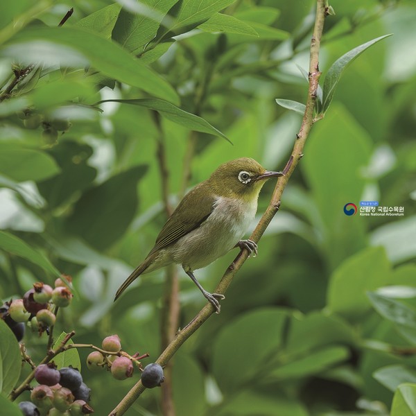 국립수목원(광릉숲). 사진제공= 국립수목원