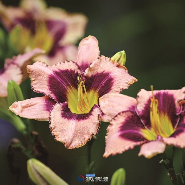 국립수목원(광릉숲). 사진제공= 국립수목원