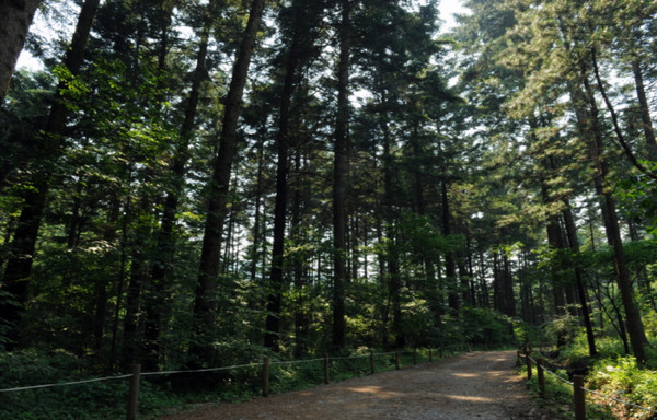 국립수목원(광릉숲). 사진제공= 국립수목원