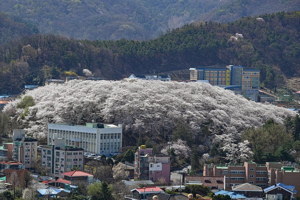 대전 중구 테미공원 도시숲. 출처=산림청