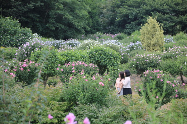 충남 태안 천리포수목원 무궁화동산. 출처=산림청