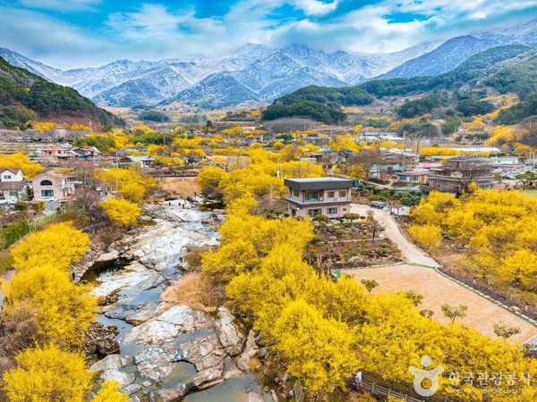 [봄나들이, 꼭 가봐야 할 3월 봄꽃 축제] 구례 산수유꽃 축제. 사진제공= 한국관광공사