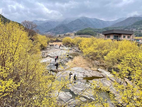 [봄나들이, 꼭 가봐야 할 3월 봄꽃 축제] 구례 산수유꽃 축제. 사진제공= 한국관광공사