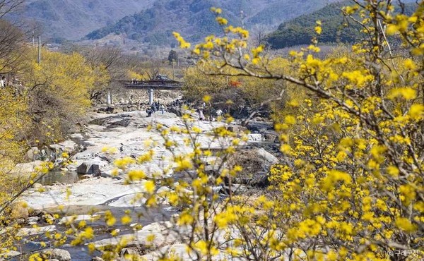 [봄나들이, 꼭 가봐야 할 3월 봄꽃 축제] 구례 산수유꽃 축제. 사진제공= 한국관광공사