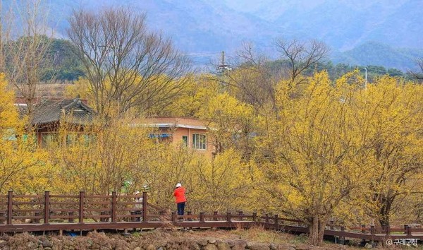 [봄나들이, 꼭 가봐야 할 3월 봄꽃 축제] 구례 산수유꽃 축제. 사진제공= 한국관광공사