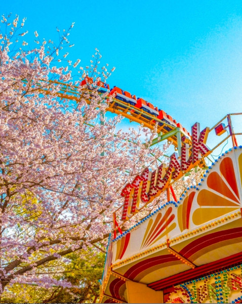 [봄나들이, 꼭 가봐야 할 3월 봄꽃 축제] 대구 이월드 블라썸 피크닉. 사진제공= 한국관광공사