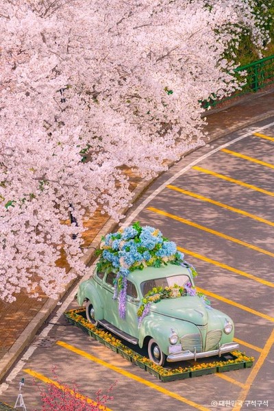 [봄나들이, 꼭 가봐야 할 3월 봄꽃 축제] 대구 이월드 블라썸 피크닉. 사진제공= 한국관광공사