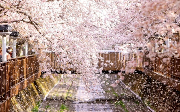 [봄나들이, 꼭 가봐야 할 3월 봄꽃 축제] 창원 진해군항제의 2023년 모습. 사진제공= 창원시