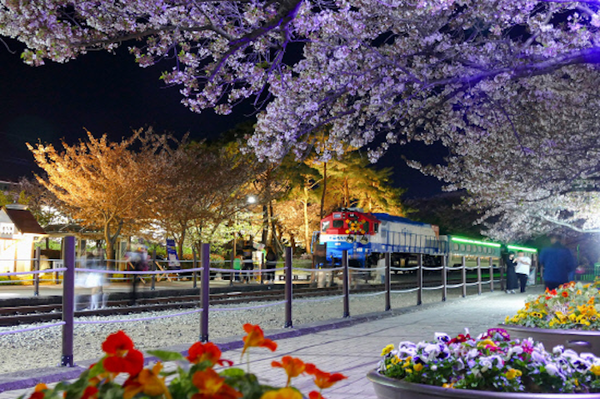 [봄나들이, 꼭 가봐야 할 3월 봄꽃 축제] 창원 진해군항제. 사진제공= 창원시