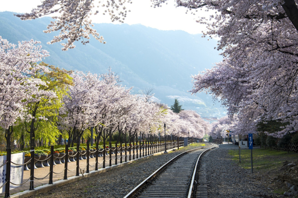 [봄나들이, 꼭 가봐야 할 3월 봄꽃 축제] 창원 진해군항제. 사진제공= 창원시