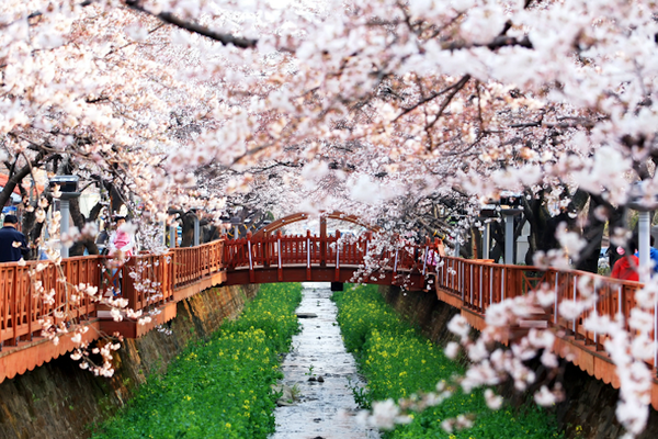 [봄나들이, 꼭 가봐야 할 3월 봄꽃 축제] 창원 진해군항제. 사진제공= 창원시