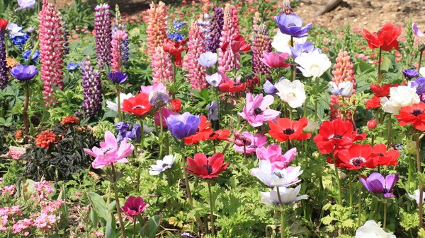 [봄나들이, 꼭 가봐야 할 3월 봄꽃 축제] 대구 네이처파크 플라워페스티벌. 사진제공= 네이처파크