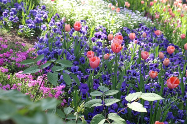 [봄나들이, 꼭 가봐야 할 3월 봄꽃 축제] 대구 네이처파크 플라워페스티벌. 사진제공= 네이처파크