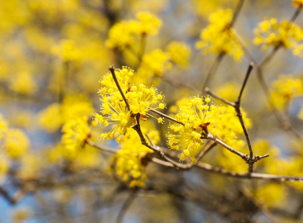 [봄나들이, 꼭 가봐야 할 3월 봄꽃 축제] 이천백사 산수유꽃축제. 사진제공= 이천백사 산수유꽃축제