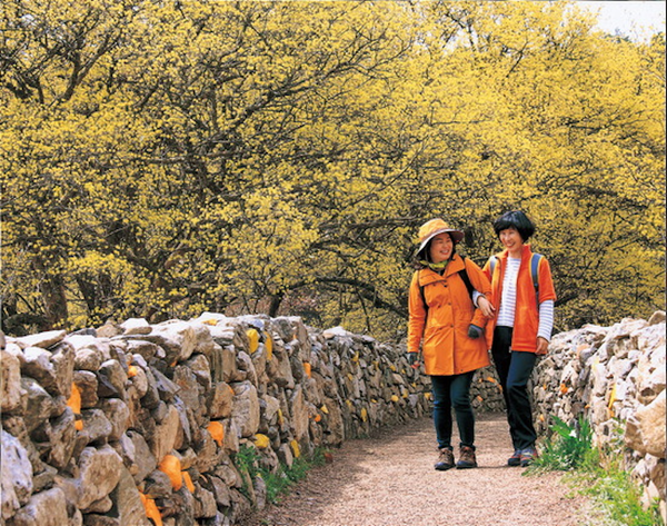 [봄나들이, 꼭 가봐야 할 3월 봄꽃 축제] 이천백사 산수유꽃축제. 사진제공= 이천시