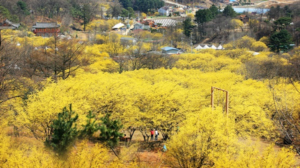 [봄나들이, 꼭 가봐야 할 3월 봄꽃 축제] 이천백사 산수유꽃축제. 사진제공= 이천시