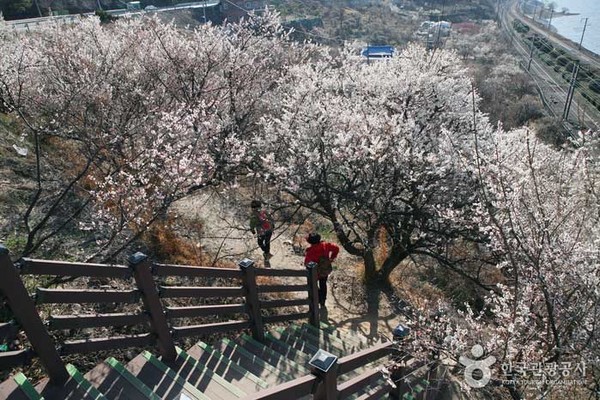 순매원. 사진제공= 한국관광공사