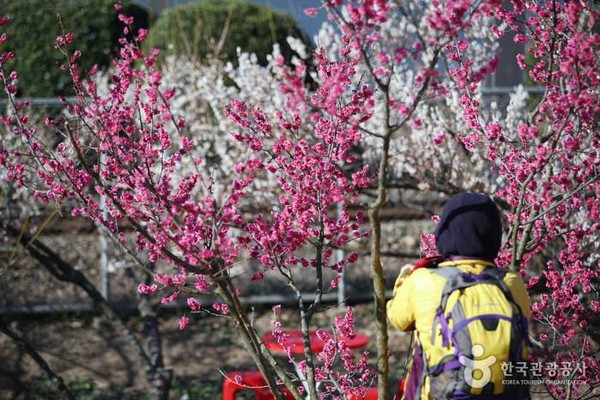순매원. 사진제공= 한국관광공사