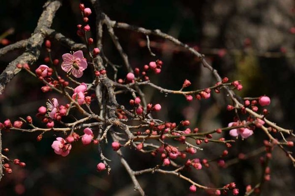 통도사. 사진제공= 양산시청