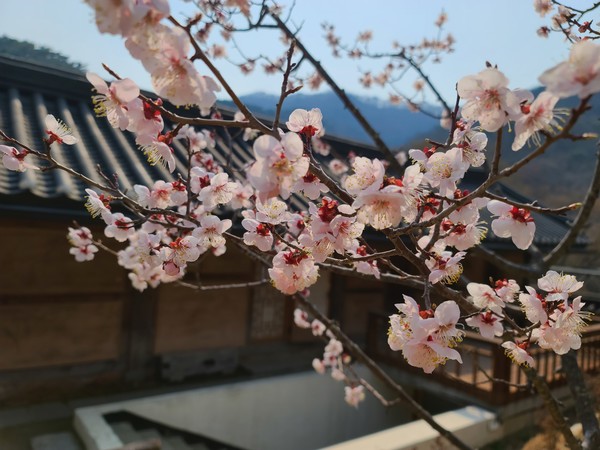 용문사. 사진제공= 용문사 홈페이지