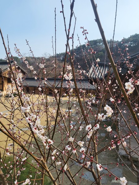 용문사. 사진제공= 용문사 홈페이지