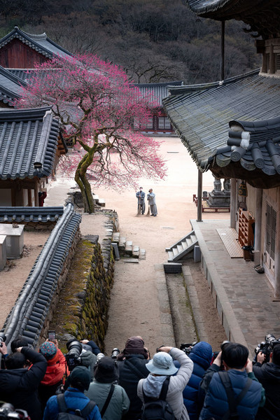 화엄사. 사진제공= 화엄사